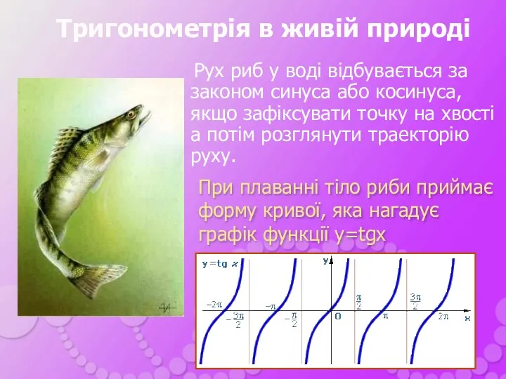 Рух риб у воді відбувається за законом синуса або косинуса,