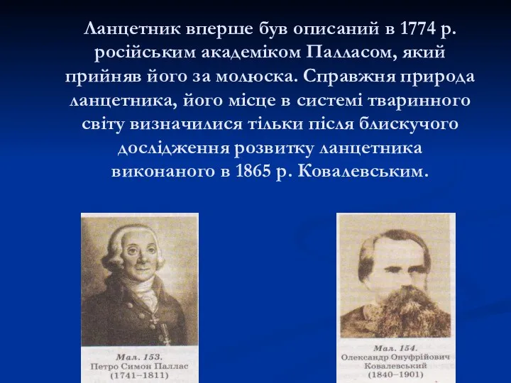 Ланцетник вперше був описаний в 1774 р. російським академіком Палласом,
