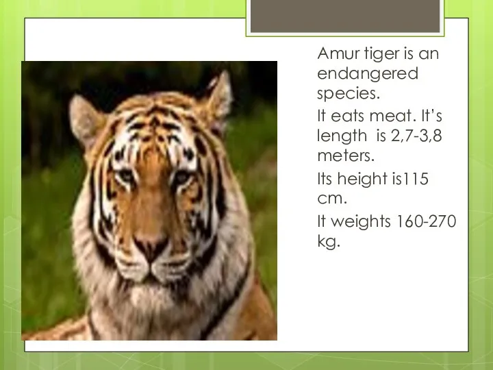 Amur tiger is an endangered species. It eats meat. It’s