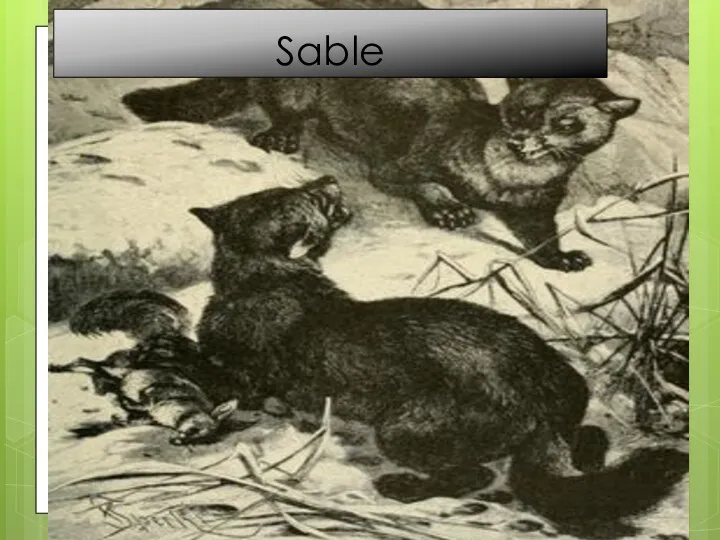 Sable