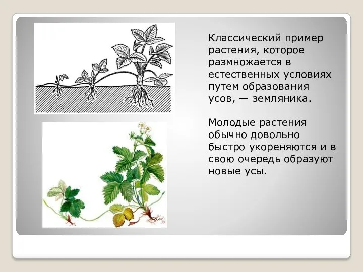 Классический пример растения, которое размножается в естественных условиях путем образования усов, — земляника.