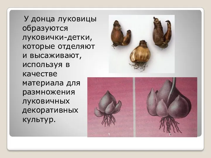 У донца луковицы образуются луковички-детки, которые отделяют и высаживают, используя в качестве материала