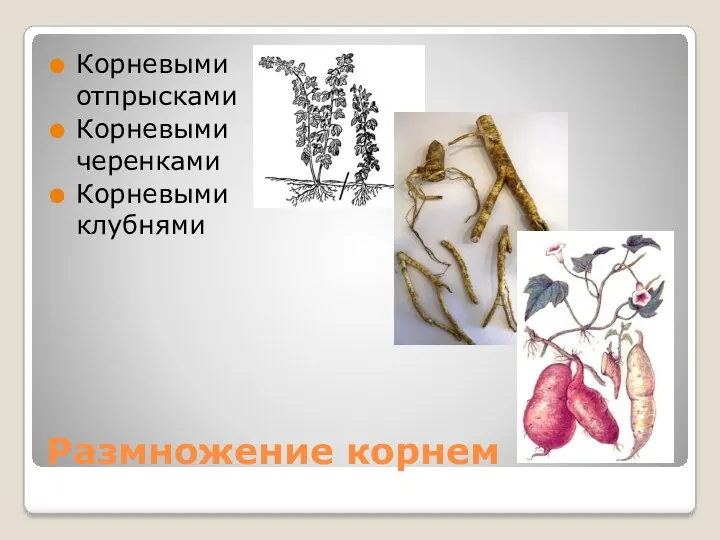 Размножение корнем Корневыми отпрысками Корневыми черенками Корневыми клубнями