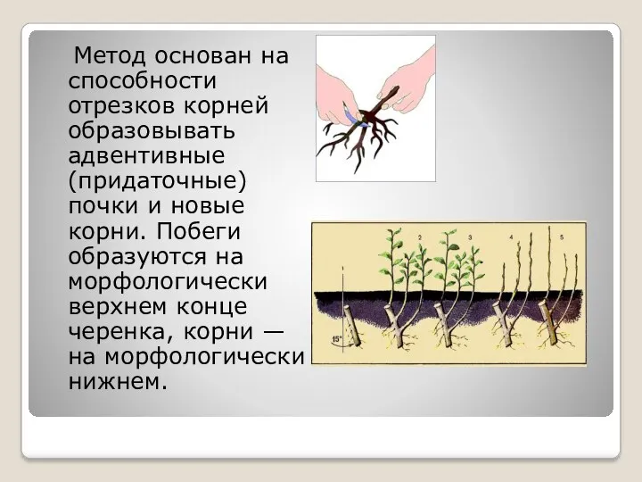 Метод основан на способности отрезков корней образовывать адвентивные (придаточные) почки и новые корни.