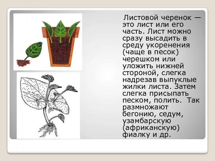 Листовой черенок — это лист или его часть. Лист можно сразу высадить в