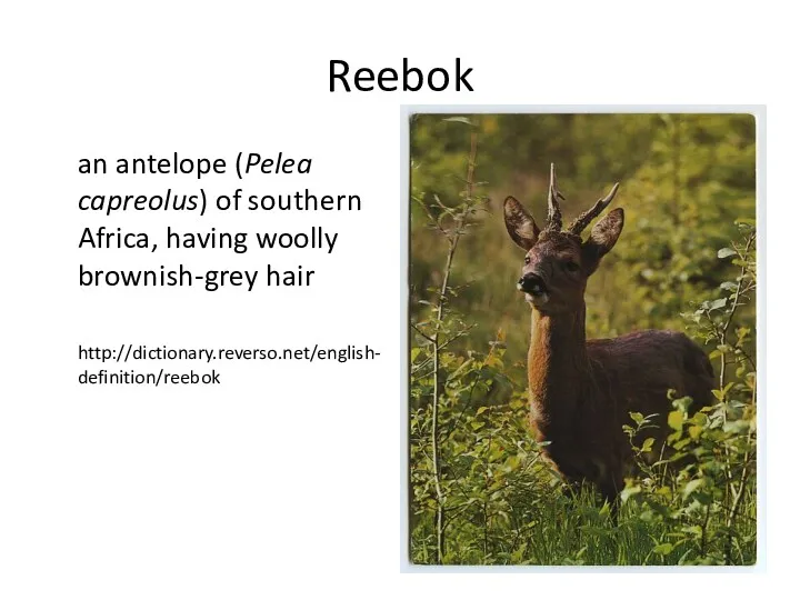 Reebok an antelope (Pelea capreolus) of southern Africa, having woolly brownish-grey hair http://dictionary.reverso.net/english-definition/reebok