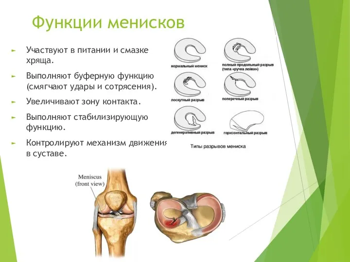 Функции менисков Участвуют в питании и смазке хряща. Выполняют буферную функцию(смягчают удары и