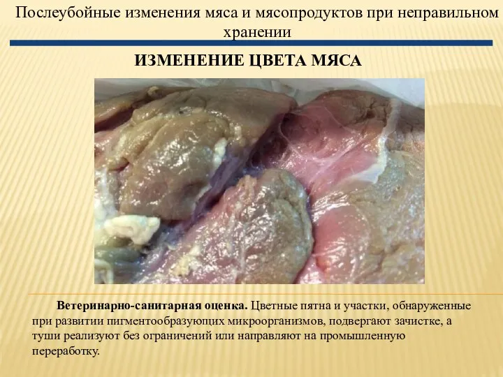 Послеубойные изменения мяса и мясопродуктов при неправильном хранении ИЗМЕНЕНИЕ ЦВЕТА