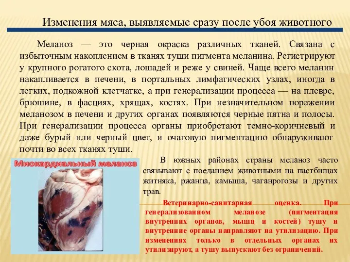 Изменения мяса, выявляемые сразу после убоя животного Меланоз — это