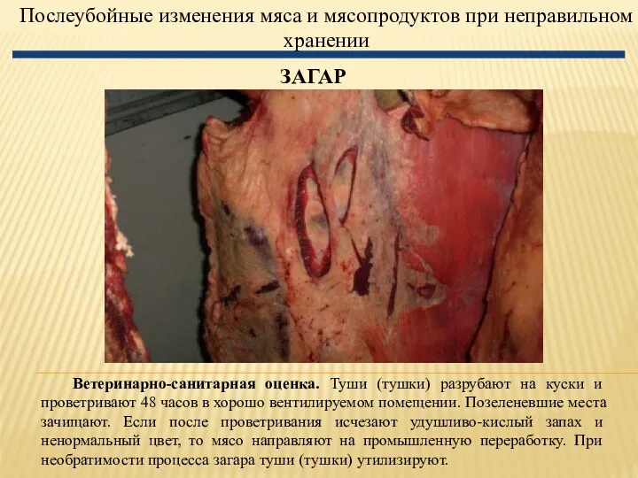 Послеубойные изменения мяса и мясопродуктов при неправильном хранении ЗАГАР Ветеринарно-санитарная