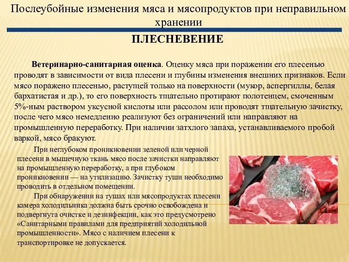 Послеубойные изменения мяса и мясопродуктов при неправильном хранении ПЛЕСНЕВЕНИЕ При