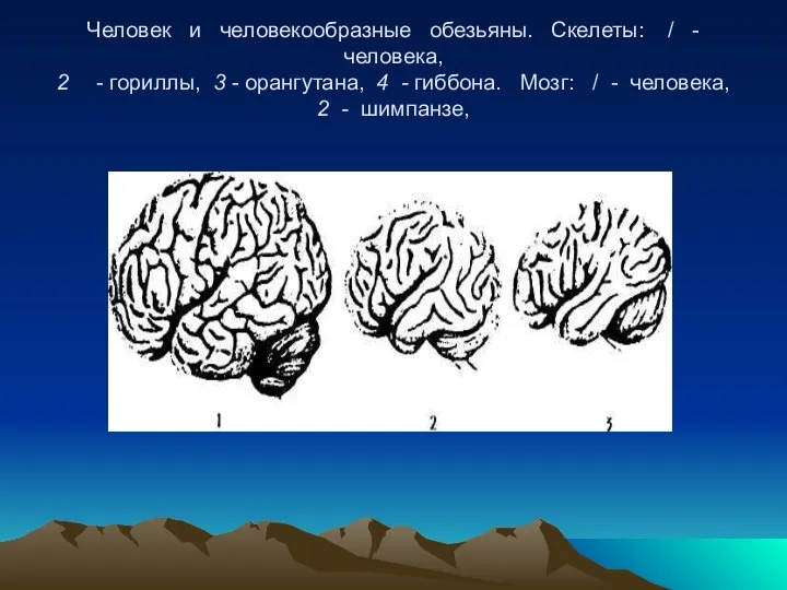 Человек и человекообразные обезьяны. Скелеты: / - человека, 2 -