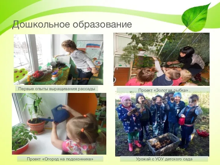 Дошкольное образование Проект «Огород на подоконнике» Урожай с УОУ детского