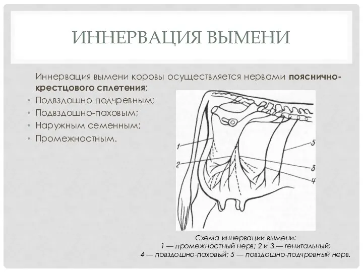 ИННЕРВАЦИЯ ВЫМЕНИ Иннервация вымени коровы осуществляется нервами пояснично-крестцового сплетения: Подвздошно-подчревным;