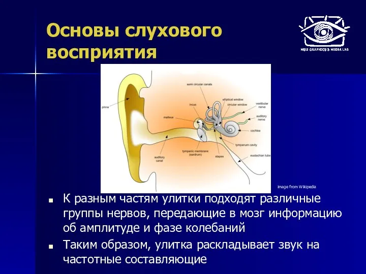 Основы слухового восприятия К разным частям улитки подходят различные группы