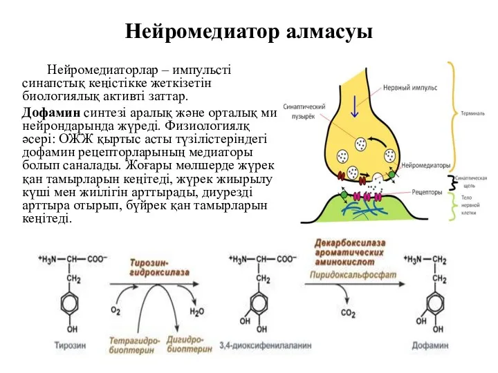 Нейромедиатор алмасуы Нейромедиаторлар – импульсті синапстық кеңістікке жеткізетін биологиялық активті