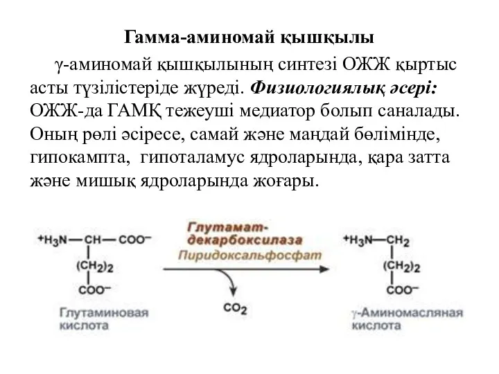 Гамма-аминомай қышқылы γ-аминомай қышқылының синтезі ОЖЖ қыртыс асты түзілістеріде жүреді.