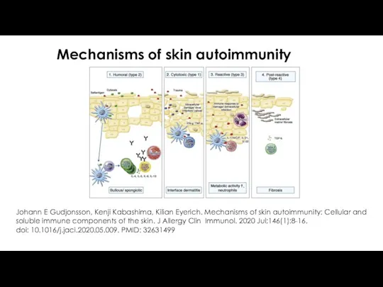 Mechanisms of skin autoimmunity Johann E Gudjonsson, Kenji Kabashima, Kilian Eyerich. Mechanisms of
