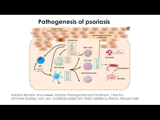 Pathogenesis of psoriasis Adriana Rendon, Knut Schäkel. Psoriasis Pathogenesis and Treatment. J Mol