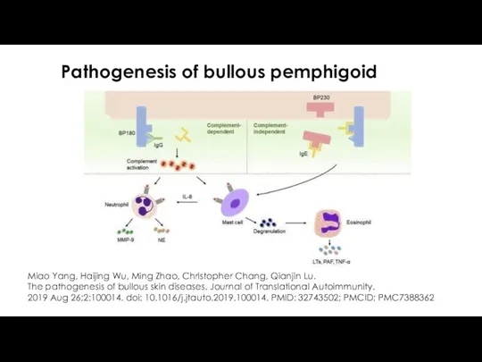 Pathogenesis of bullous pemphigoid Miao Yang, Haijing Wu, Ming Zhao, Christopher Chang, Qianjin