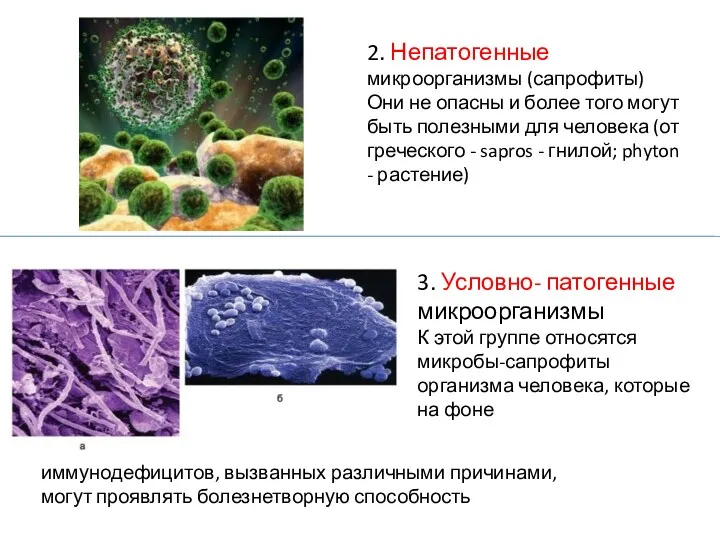 2. Непатогенные микроорганизмы (сапрофиты) Они не опасны и более того