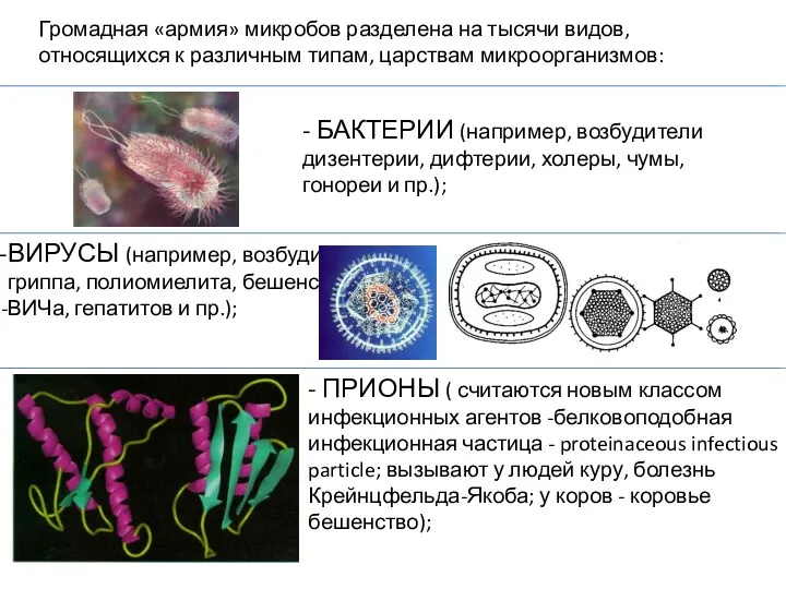 Громадная «армия» микробов разделена на тысячи видов, относящихся к различным