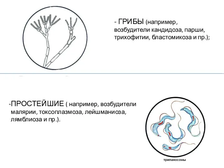 - ГРИБЫ (например, возбудители кандидоза, парши, трихофитии, бластомикоза и пр.);