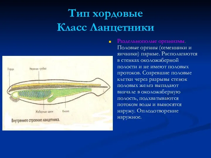 Тип хордовые Класс Ланцетники Раздельнополые организмы. Половые органы (семенники и