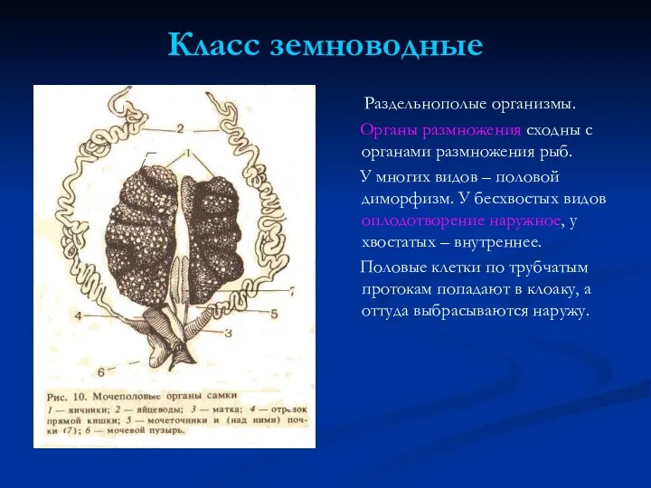 Класс земноводные Раздельнополые организмы. Органы размножения сходны с органами размножения