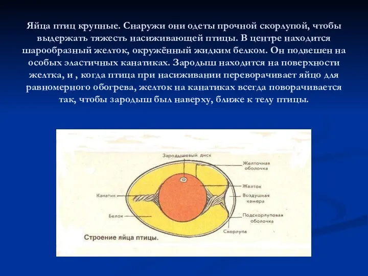 Яйца птиц крупные. Снаружи они одеты прочной скорлупой, чтобы выдержать