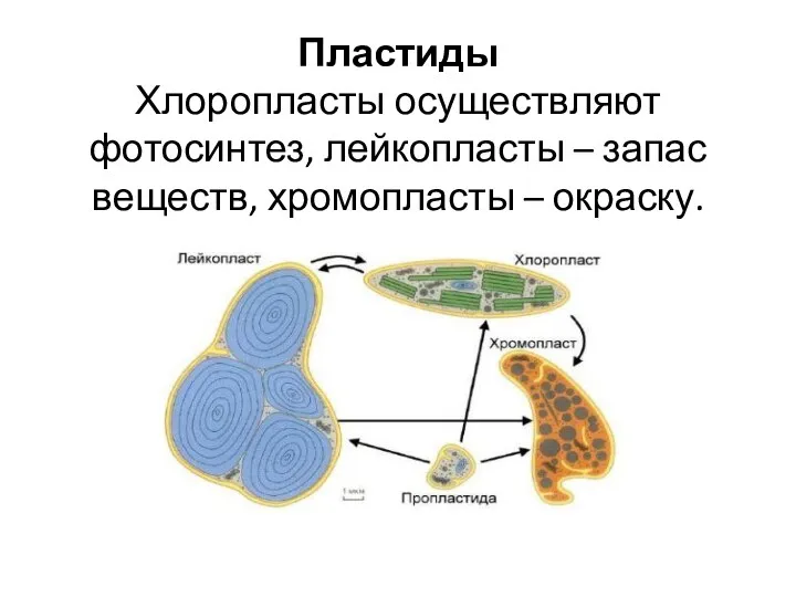 Пластиды Хлоропласты осуществляют фотосинтез, лейкопласты – запас веществ, хромопласты – окраску.