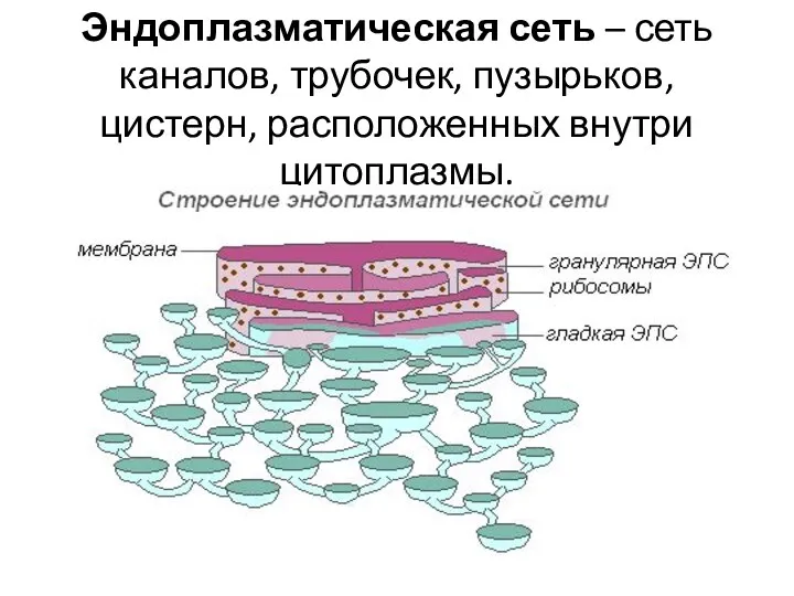 Эндоплазматическая сеть – сеть каналов, трубочек, пузырьков, цистерн, расположенных внутри цитоплазмы.