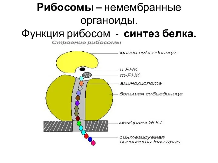 Рибосомы – немембранные органоиды. Функция рибосом - синтез белка.