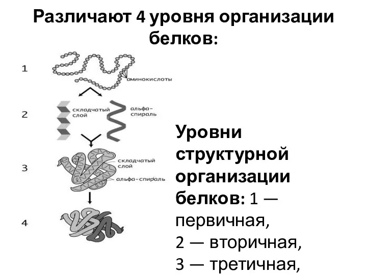 Различают 4 уровня организации белков: Уровни структурной организации белков: 1