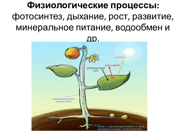 Физиологические процессы: фотосинтез, дыхание, рост, развитие, минеральное питание, водообмен и др.