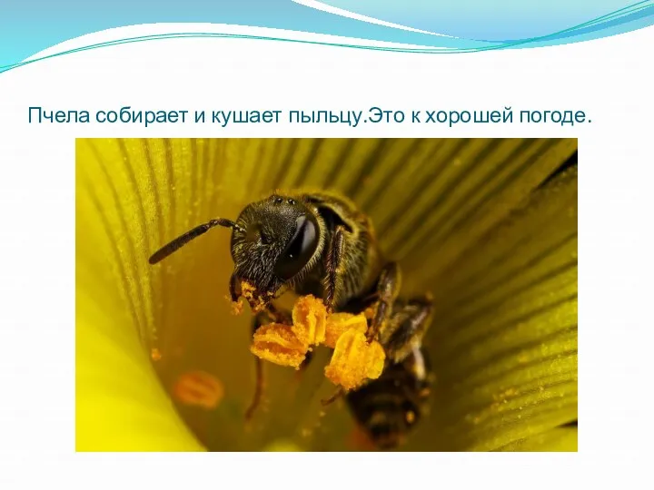 Пчела собирает и кушает пыльцу.Это к хорошей погоде.