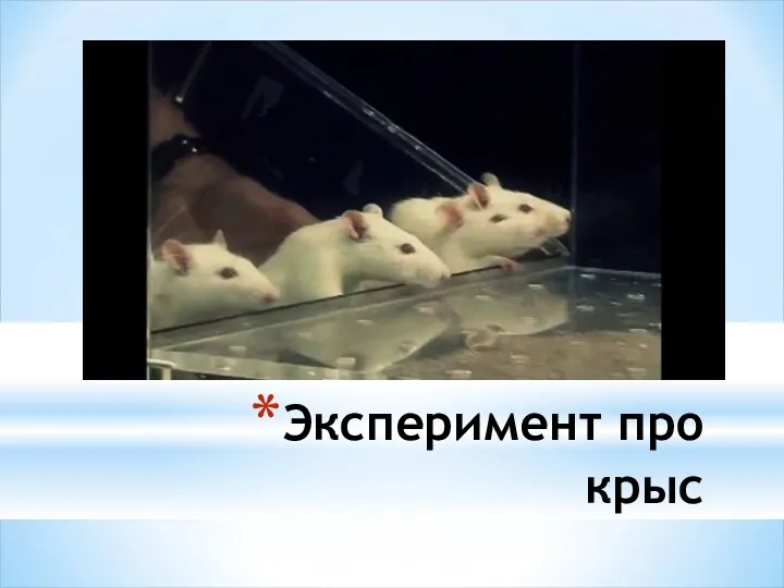 Эксперимент про крыс