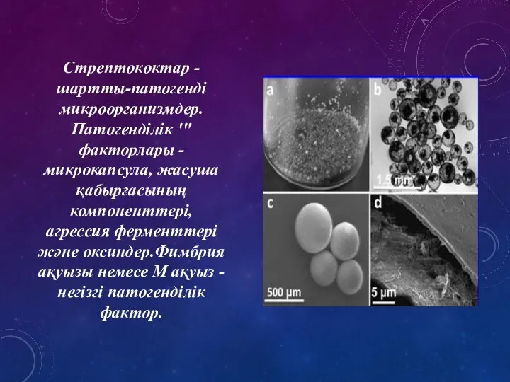 Стрептококтар - шартты-патогенді микроорганизмдер. Патогенділік '"факторлары - микрокапсула, жасуша қабырғасының