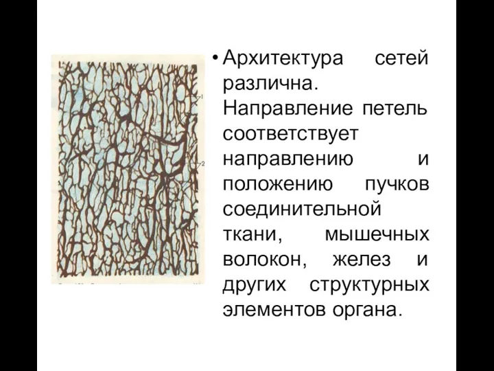 Архитектура сетей различна. Направление петель соответствует направлению и положению пучков