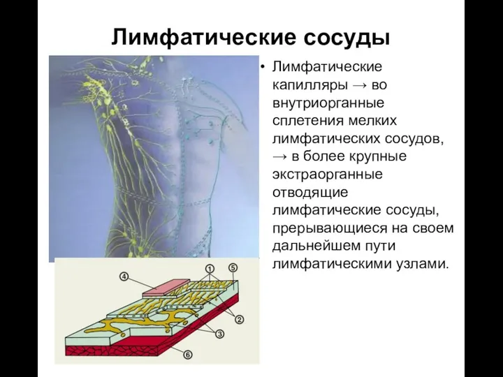 Лимфатические капилляры → во внутриорганные сплетения мелких лимфатических сосудов, →