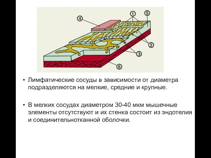 Лимфатические сосуды в зависимости от диаметра подразделяются на мелкие, средние