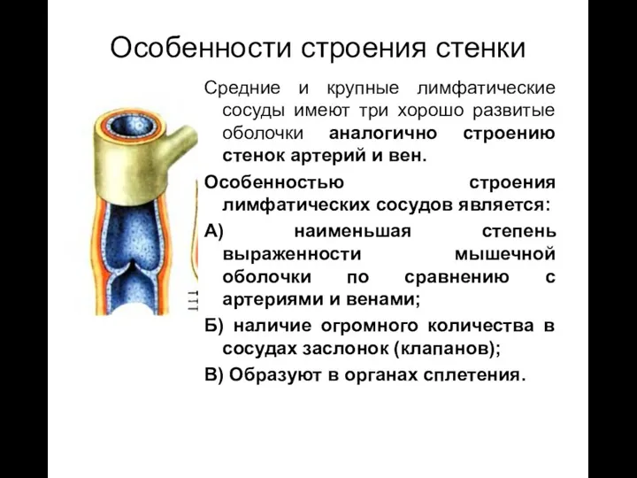 Средние и крупные лимфатические сосуды имеют три хорошо развитые оболочки