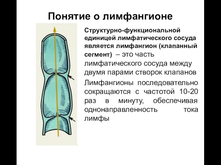 Структурно-функциональной единицей лимфатического сосуда является лимфангион (клапанный сегмент) – это