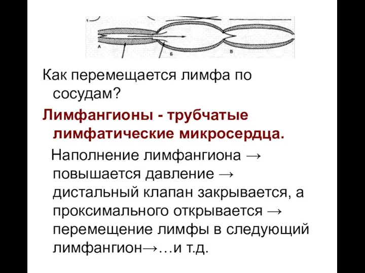 Как перемещается лимфа по сосудам? Лимфангионы - трубчатые лимфатические микросердца.