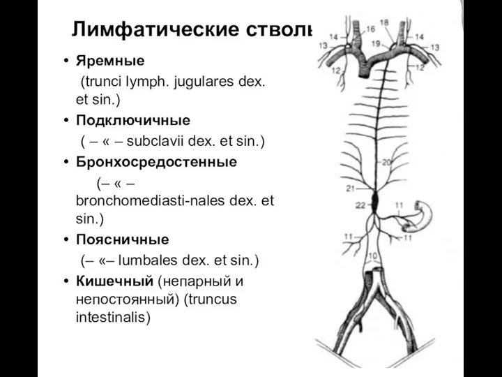 Лимфатические стволы Яремные (trunci lymph. jugulares dех. et sin.) Подключичные