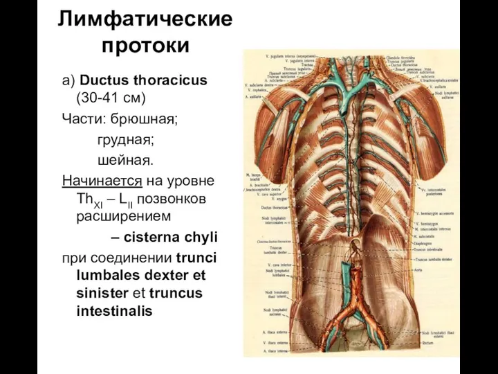 Лимфатические протоки а) Ductus thoracicus (30-41 cм) Части: брюшная; грудная;