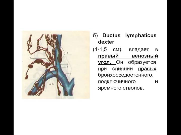 б) Ductus lymphaticus dexter (1-1,5 см), впадает в правый венозный