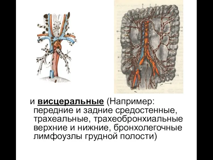 и висцеральные (Например: передние и задние средостенные, трахеальные, трахеобронхиальные верхние и нижние, бронхолегочные лимфоузлы грудной полости)