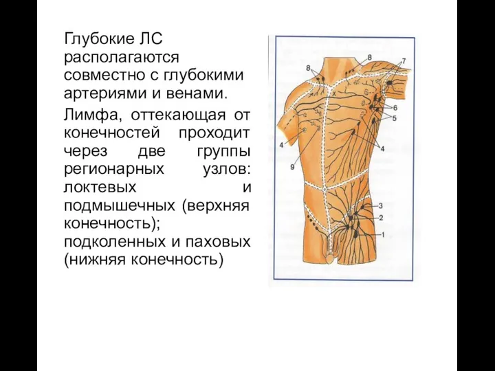 Глубокие ЛС располагаются совместно с глубокими артериями и венами. Лимфа,