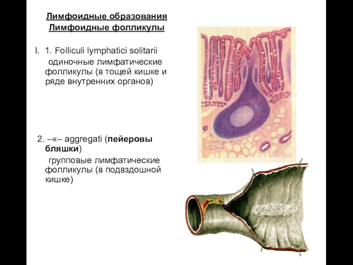 Лимфоидные образования Лимфоидные фолликулы I. 1. Folliculi lymphatici solitarii одиночные